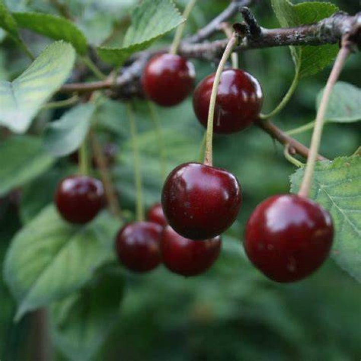 kirsch virchの文脈を調べるイメージ